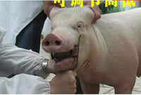 Metal Mouth Gag Mouth Opener for Pig Cattle Animal Dentistry Veterinary Equipment